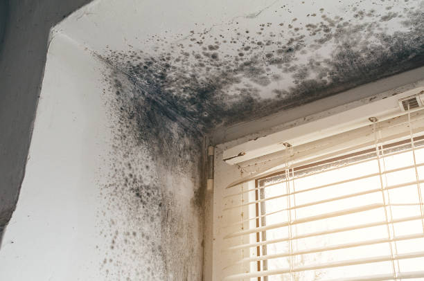Affordable Basement Mold Removal solutions in Frankfort, KY